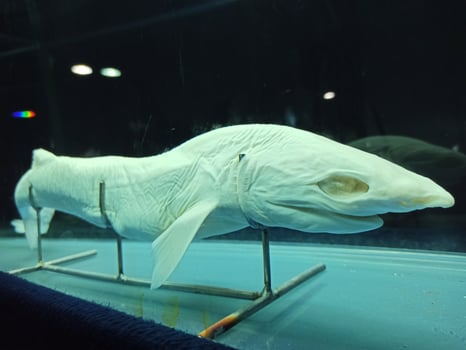 Deep sea fish preserved in the museum photo