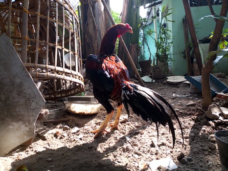 Fighting roosters are sunbathing photo