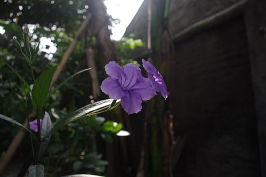 Ruellia tuberosa flowers also known as minnieroot, fever root, snapdragon root and sheep potato photo