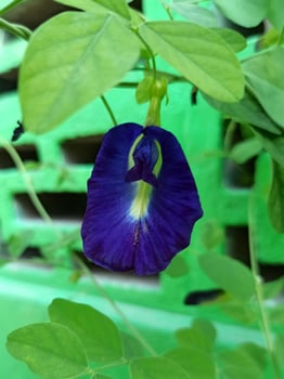 The butterfly pea flower - clitoria ternatea - is dark purplish blue and can be made into a healthy drink photo