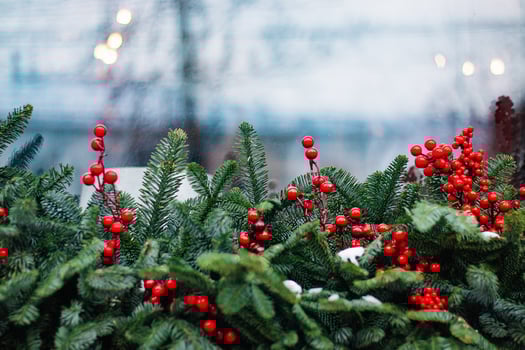 Christmas decorations on window. Fir branches with red berries. photo