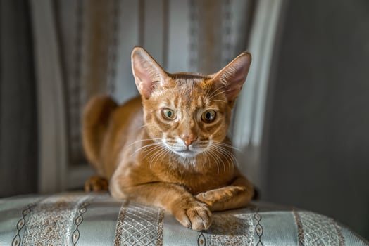 Red cat of Abyssinian breed lies on chair in sphinx pose, looks at camera, . Coseup. photo