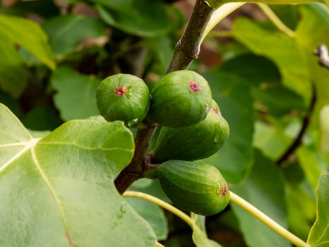 Green figs developing on a tree branch photo