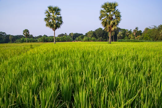 agriculture Landscape view of the grain  rice field in the countryside of Bangladesh photo