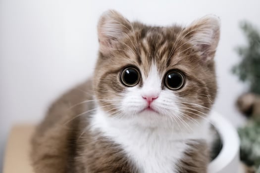 AI generated AI Generative Close up of a cat photo