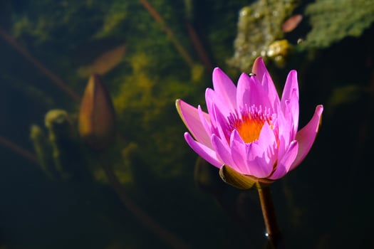 pink lotus flower with underwater nature background. photo