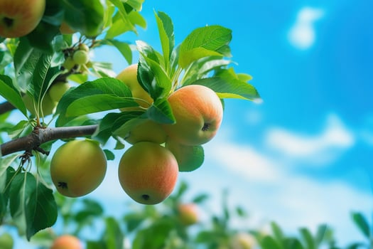 AI Generated Apple tree branches, leaves and fruit closeup, view from ground, blue sky background. Harvest season photo