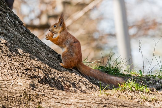 Squirrel sits on a tree photo