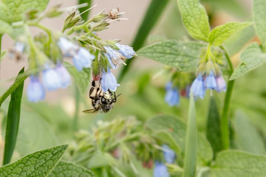 bushes with beautiful serene flowers on which a bee wasp is sitting photo