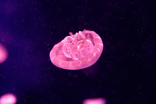 macro of a beautiful jellyfish cassiopea andromeda photo