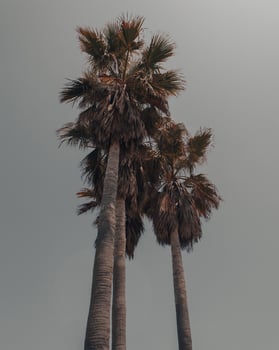Tall majestic palm trees on green hills photo