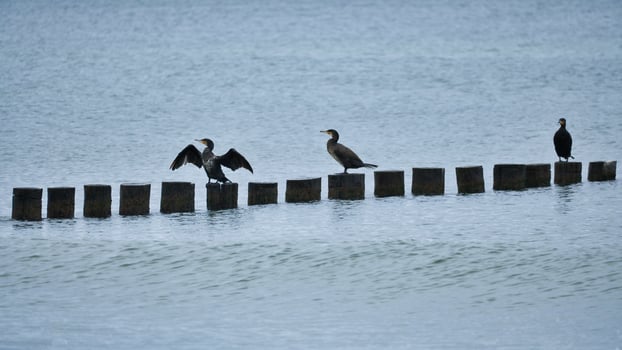 Cormorant on a groyne on the Baltic Sea. The birds dry their feathers in the sun photo