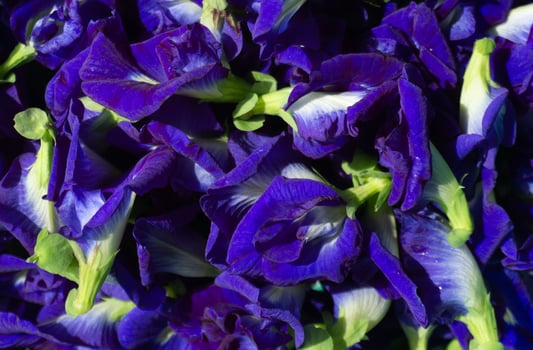 Clitoria ternatea or Fresh Butterfly pea flower background photo
