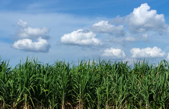 Sugar cane field with blue sky and cloud in thailand photo