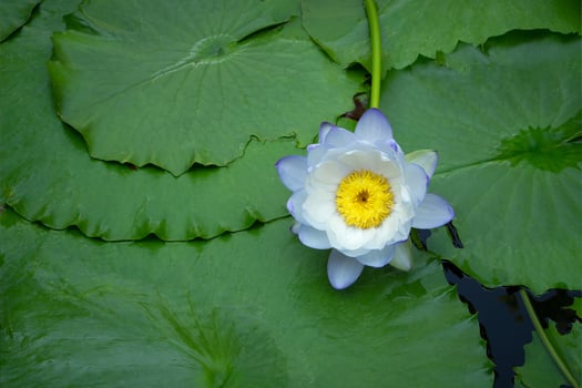 Violet and white thai water lily or lotus flower photo