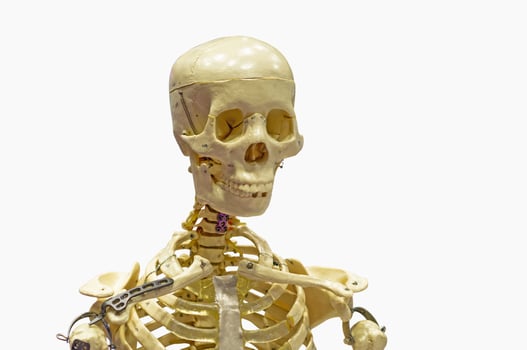 Close-Up Of Human skeleton on White Background. photo