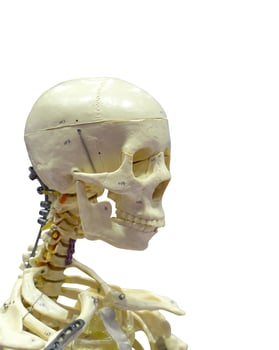 Close-Up Of Human skeleton on White Background. photo