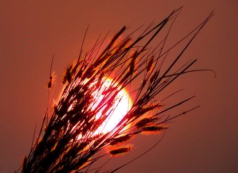 Nature Wild flower at sunlight on sunset photo