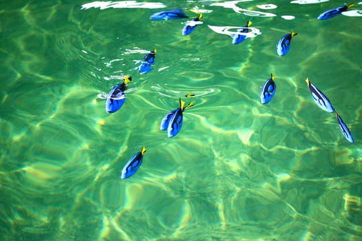 Blue Tang fish in the fish farm photo