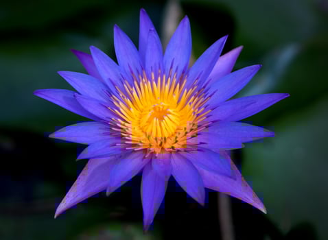 Purple lotus flowers in the lotus pond photo