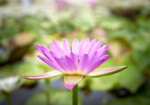 Pink lotus flowers in the lotus pond photo