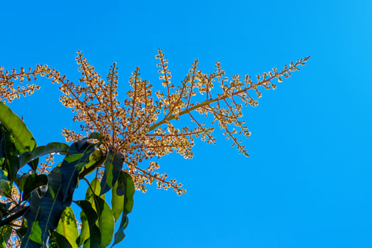 The mango flower blooming in the summer on blue sky photo