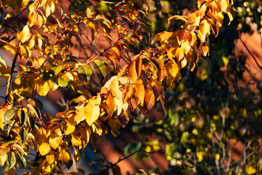 Vibrant autumn leaves in various shades of orange, red, and yellow, creating a stunning carpet of fall foliage. photo