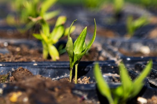 Green seedling. Plant, herb and vegetable. Nature photography. photo