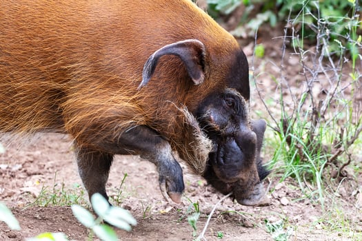 Red river hog. Mammal and mammals. Land world and fauna. Wildlife and zoology. photo