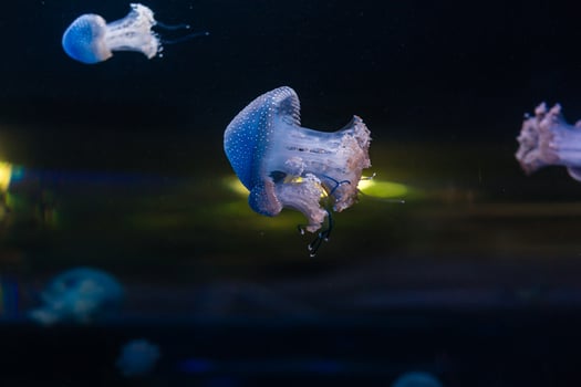 Small jellyfishes illuminated with blue light swimming in aquarium. photo