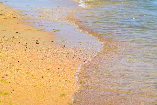 Coastal sea waves. Seawater with seaweed. Coastal algae. Sea beach. photo
