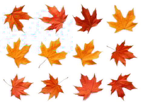 Maple leaf collection isolated on a white background with AI generated. photo