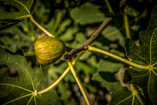 A single ripe fig fruit on a tree with golden sunlight photo