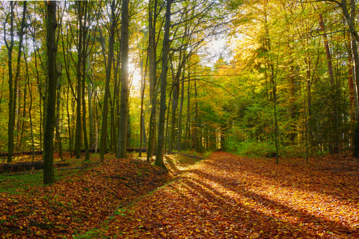 A peaceful, scenic rural landscape with lush green foliage and trees. photo