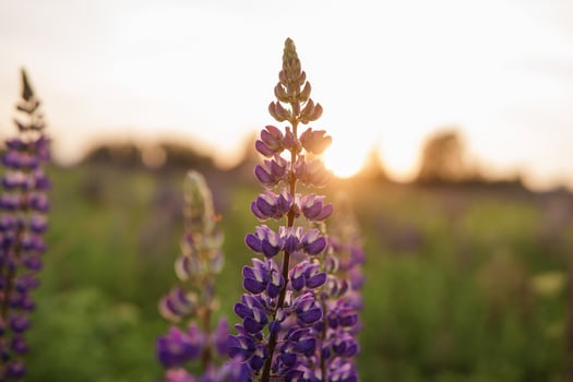 photos of lupine flowers in nature