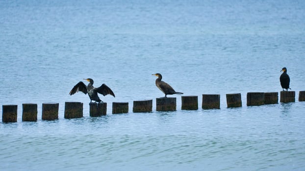 Cormorant on a groyne on the Baltic Sea. The birds dry their feathers in the sun photo
