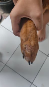 Dogs' feet become infected and itchy, due to allergies to excess protein photo