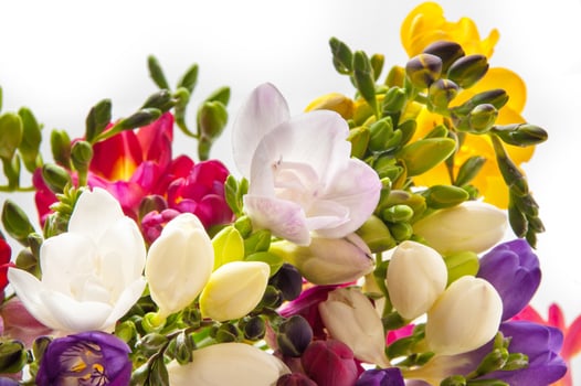 COLORFUL HYACINTH AND DHALIAS photo