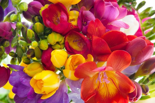 COLORFUL HYACINTH AND DHALIAS photo