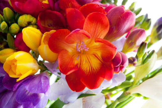 COLORFUL HYACINTH AND DHALIAS photo