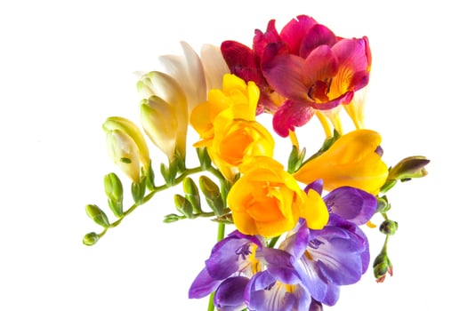 COLORFUL HYACINTH AND DHALIAS photo