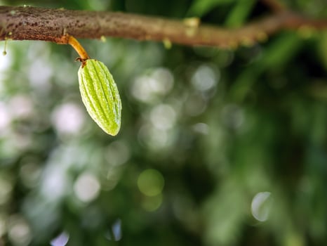 Green small Cocoa pods branch with young fruit and blooming cocoa flowers grow on trees The cocoa tree  Theobroma cacao with fruits, Raw cacao tree plant fruit plantation photo