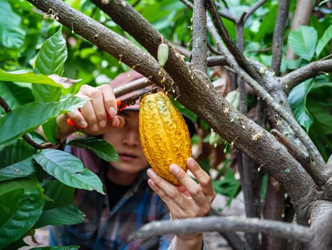 Close-up hands of a cocoa farmer use pruning shears to cut the cocoa pods or fruit ripe yellow cacao from the cacao tree. Harvest the agricultural cocoa business produces. photo