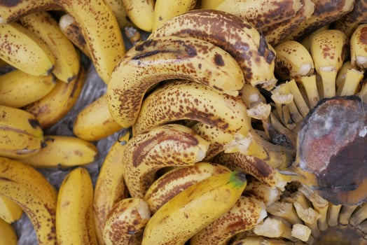 rotten banana with a ripe bananas photo