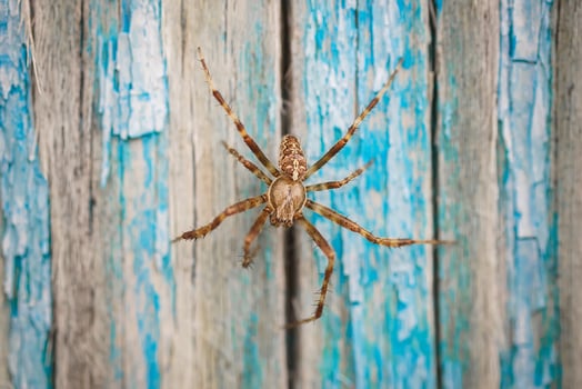 spider on a blue background photo
