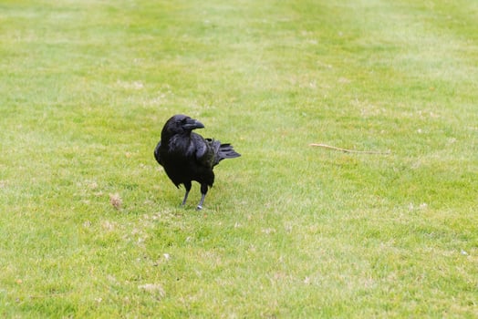 Legendary raven of the Tower of London, England, UK photo