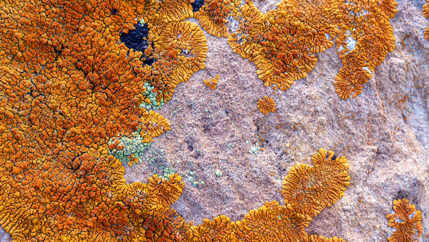 Icelandic lichen on stone macro pattern photo