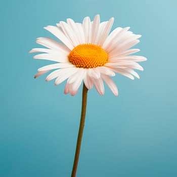 AI generated A daisy flower with a large pattern on a light background. photo