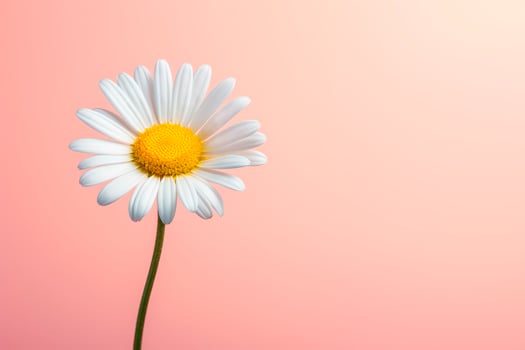 AI generated A daisy flower with a large pattern on a light background. photo