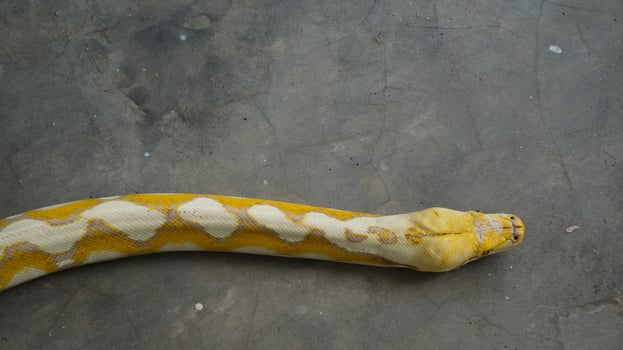 Albino pythons are white and yellow photo